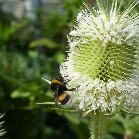 Haldenmichelhof 게스트하우스 3*