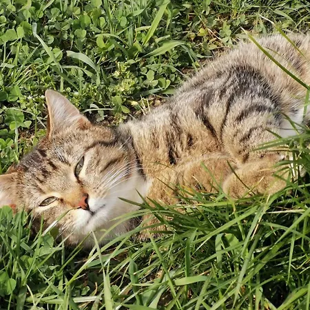 게스트하우스 Haldenmichelhof